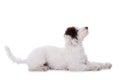 Cute mixed breed poodle dog Royalty Free Stock Photo